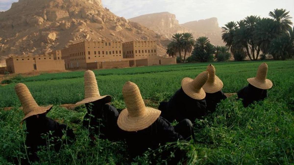 Unas mujeres se protegen del sol con sombreros mientras recogen trébol para el ganado en Yemen.