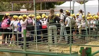 Más de 1.200 niños y niñas participan en las actividades de la Feria Escolar del Sector Primario de la Granja del Cabildo