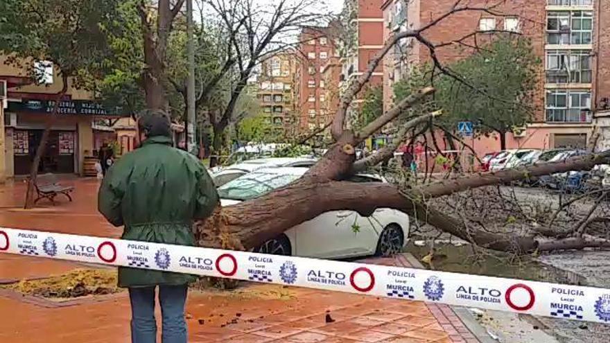 El viento tumba tres árboles que aplastan cinco coches en Santa María de Gracia