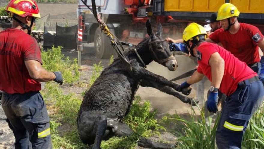 Una burrada de rescate en un pozo