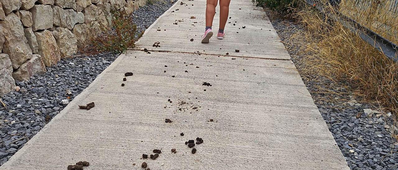 Reguero de cacas en la senda peatonal que está cerrada pero por la que pasan personas y animales. | L. G. L.