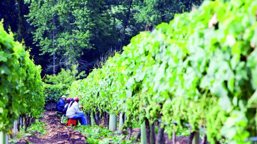 Los vinos Ribeiro continúan con  su proyección de imagen y calidad