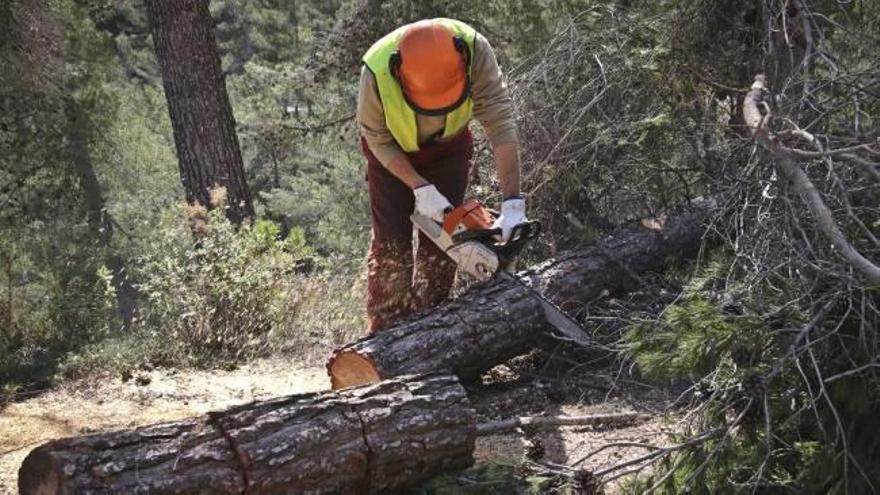 Operarios retirando árboles dañados por los temporales dentro del parque natural de la Font Roja, en término de Alcoy.