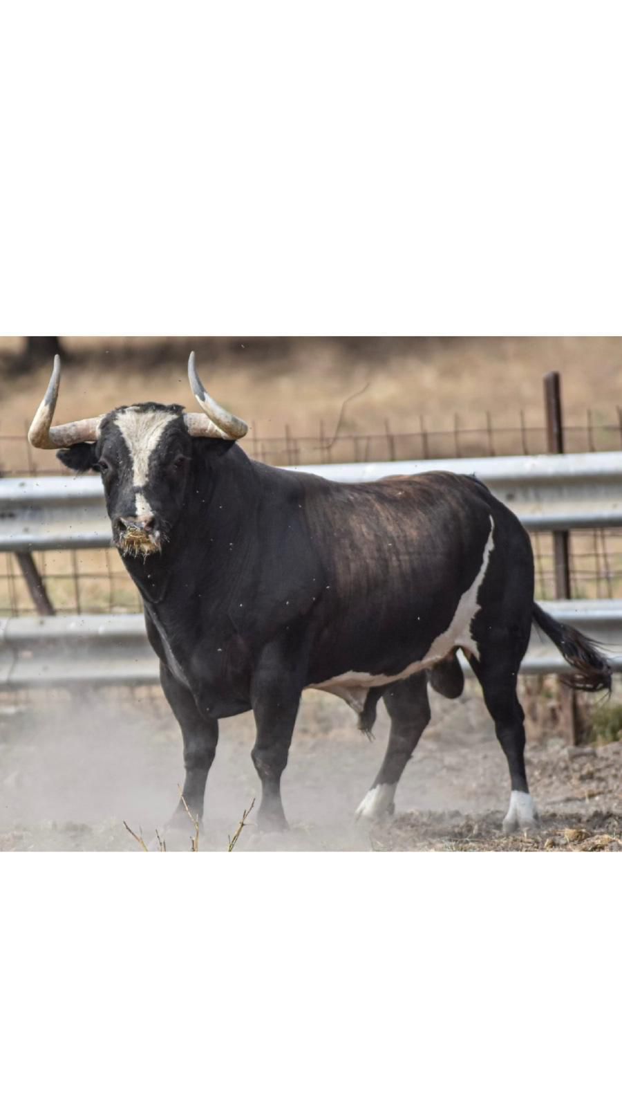 Las fotos de los 12 toros que exhibirá Almenara en sus fiestas patronales