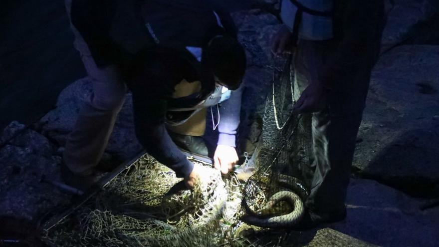 Dos pescadores sobre una pesqueira con lampreas en Arbo.