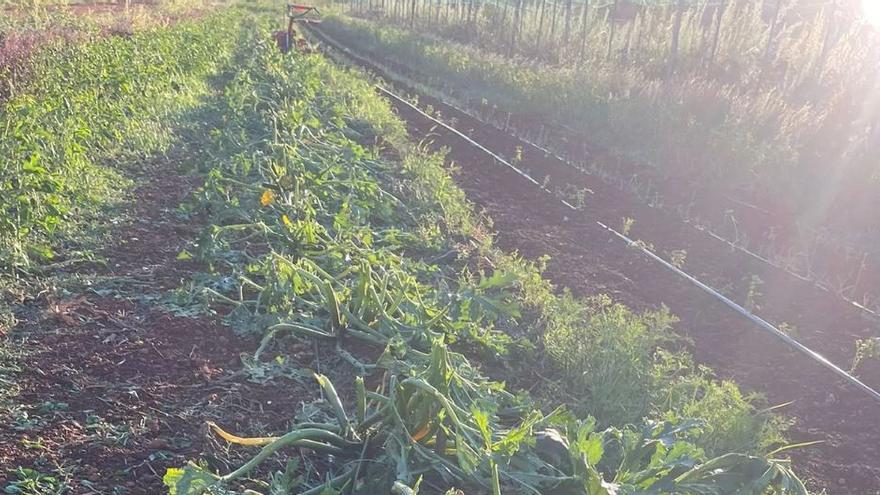 Tomaten zerstört, Oliven profitieren: So hat sich der Sturm auf Mallorca auf die Ernte ausgewirkt