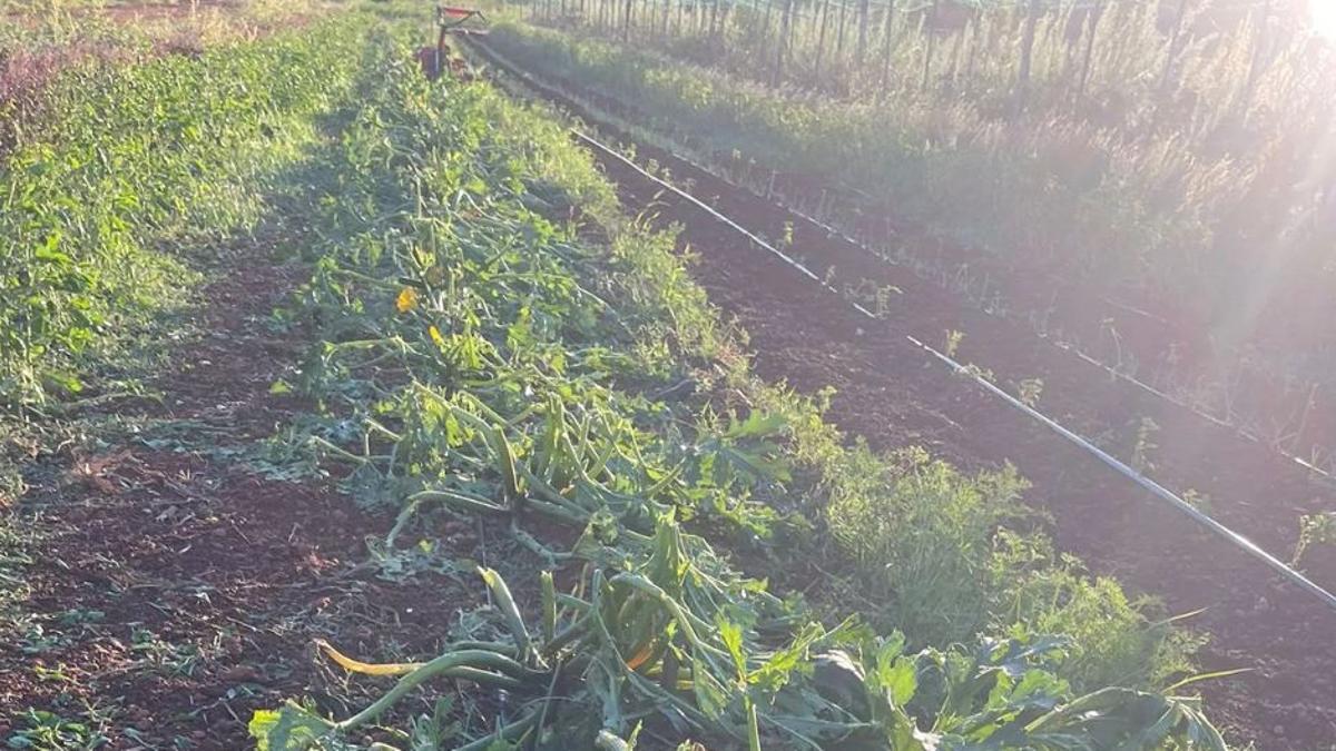 Ein vom Sturm verwüstetes Beet auf Mallorca