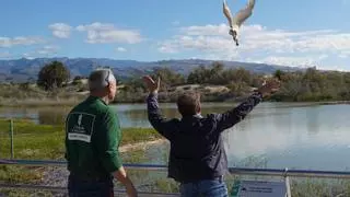 Una espátula común vuelve a volar en Maspalomas tras recuperarse en el Centro de Fauna de Tafira