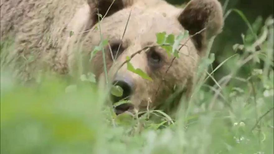 VÍDEO: Así luce la osa &quot;Moli&quot; en Santo Adriano al llegar la primavera