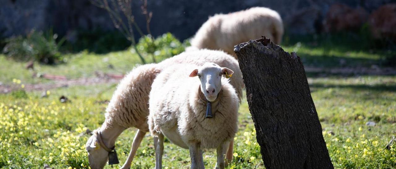 Las explotaciones podrán utilizar la lana de sus ovejas para usos agrícolas.