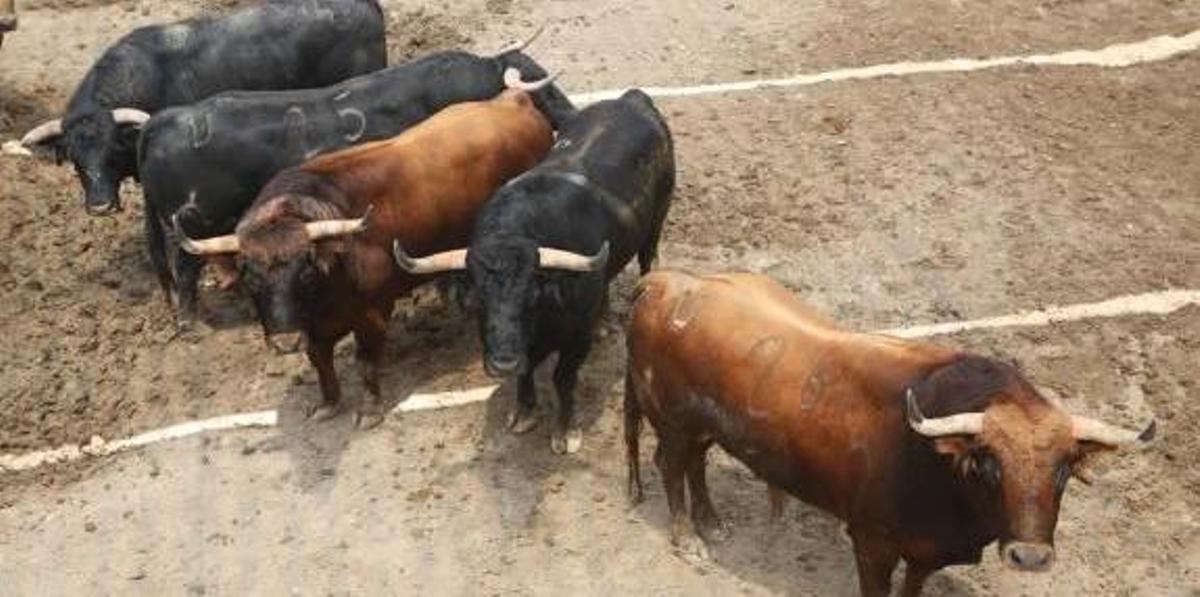 Un maestro contra nuevos gallos del corral