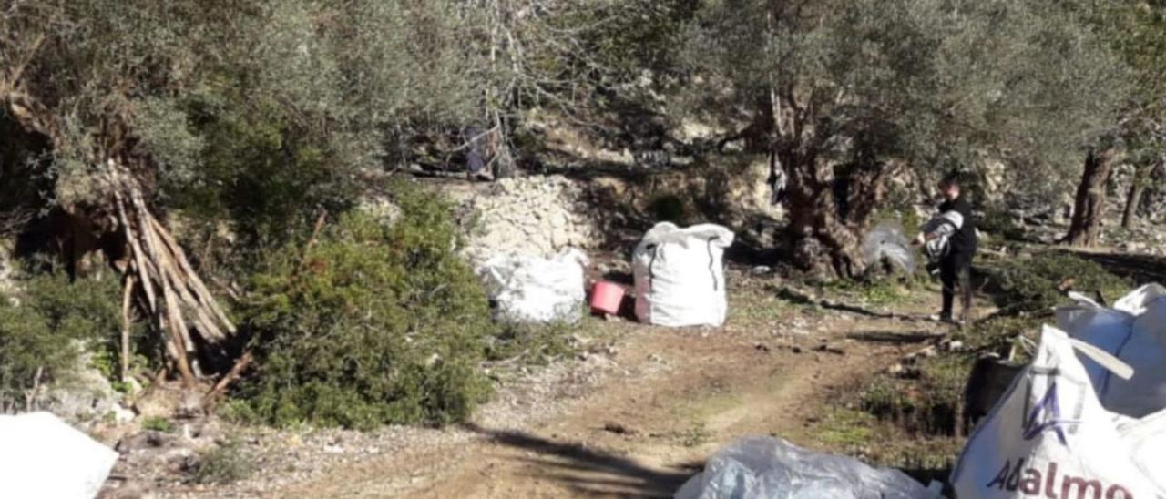 El terreno que ha sido objeto de las labores de saneamiento, en Deià.