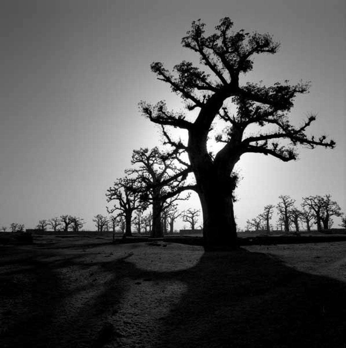 Los baobabs son árboles que alcanzan grandes alturas.