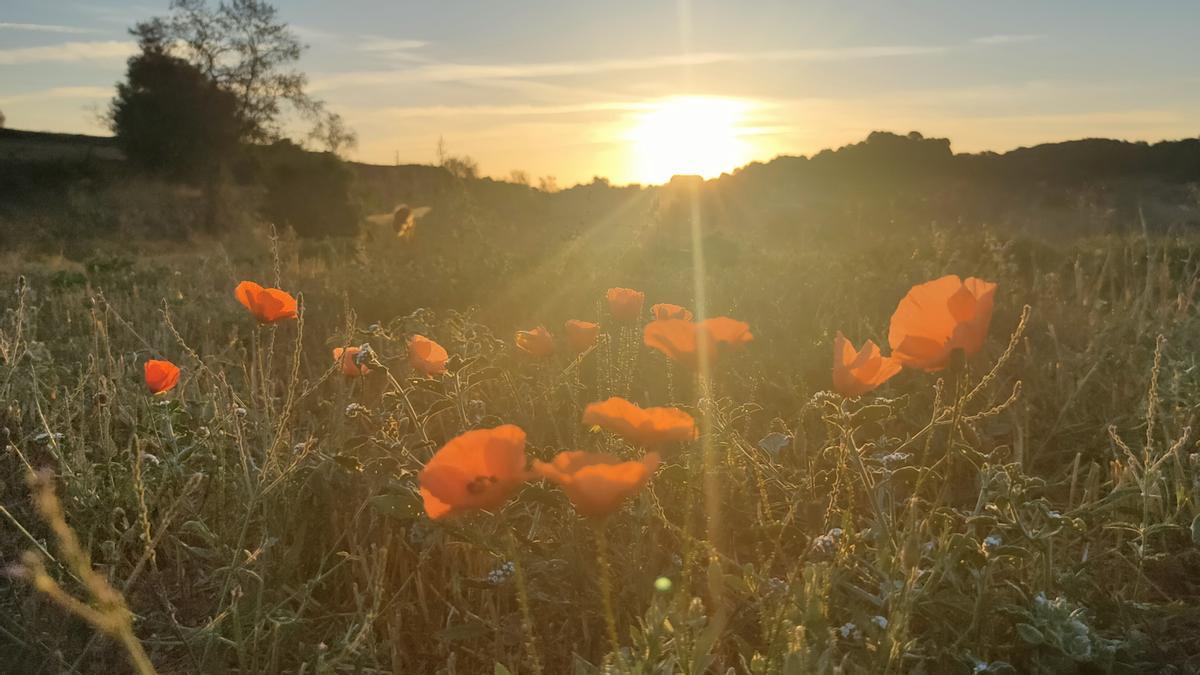 Sol entre núvols i roselles, Cardona.