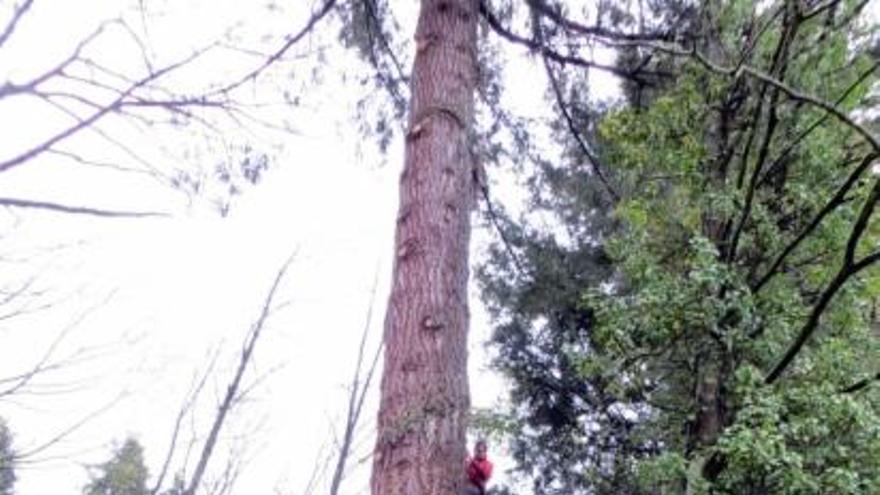 Podant un dels arbres del nou complex al País Basc, on les cabanes es construiran a 20 metres del terra | Monmar Comunicació