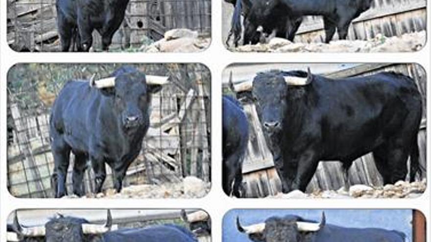 Toros de Gerardo Ortega para el encierro de Santa Quitèria