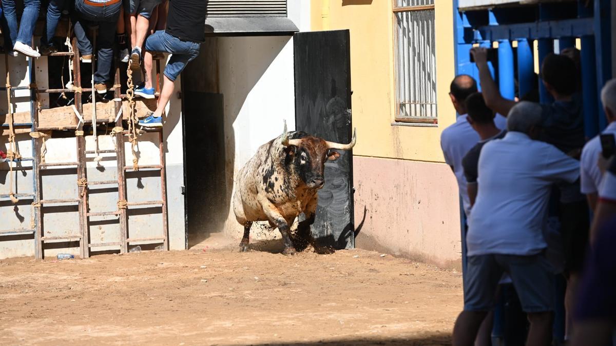 El toro de Hermanos Tornay ha salido del corral con la médula espinal rota.