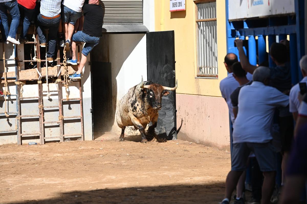 Toros, carretones infantiles y desfiles de moda: lo mejor del jueves de las fiestas de Almassora