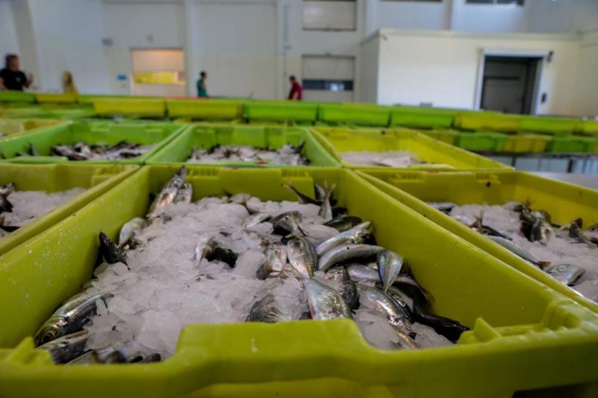 Cajas con sardina del cerco, en Cambados.