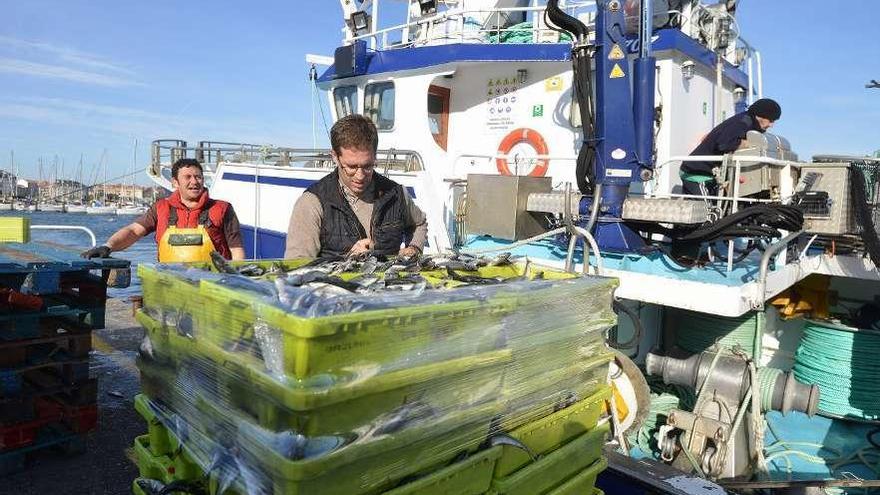 Varios pescadores descargan jurel en un puerto gallego.