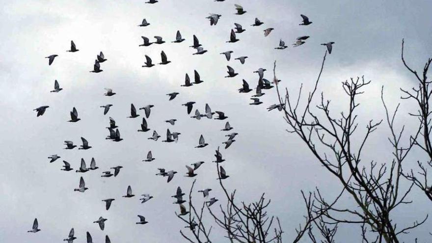 Palomas criadas por el primer presidente del club cambrés, Fernando de la Fuente.