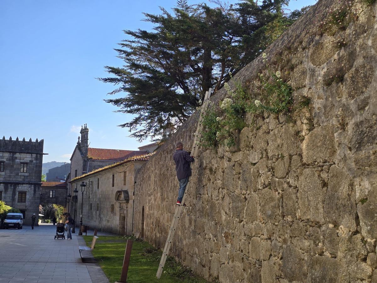 Un hombre elimina hierbas en el muro del convento, ayer.