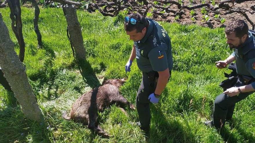 Arriba, el jabalí al ser localizado muerto. A la izquierda, la zona donde se produjo el ataque. // D.P.