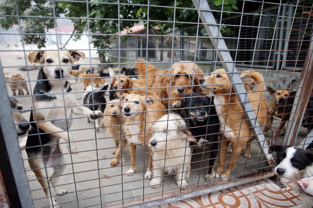 Los perros, en busca de un hogar