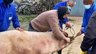 Cada vez hay menos matanzas en Zamora: mil cerdos fueron sacrificados