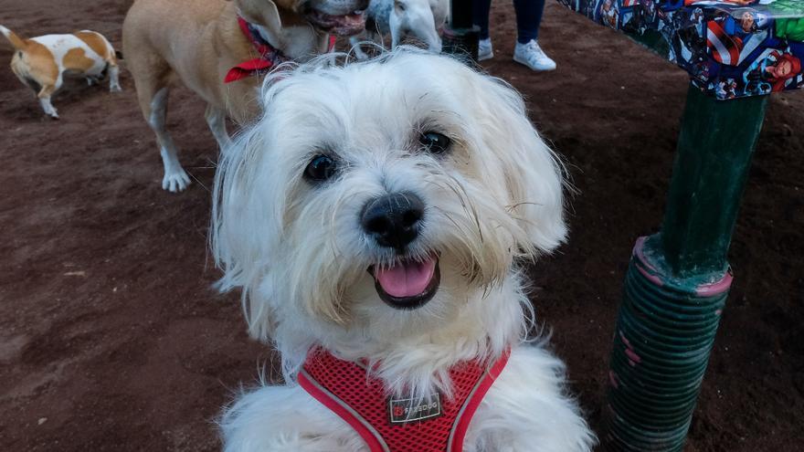 Dueños de perros en el Parque Canino en el Parque Romano