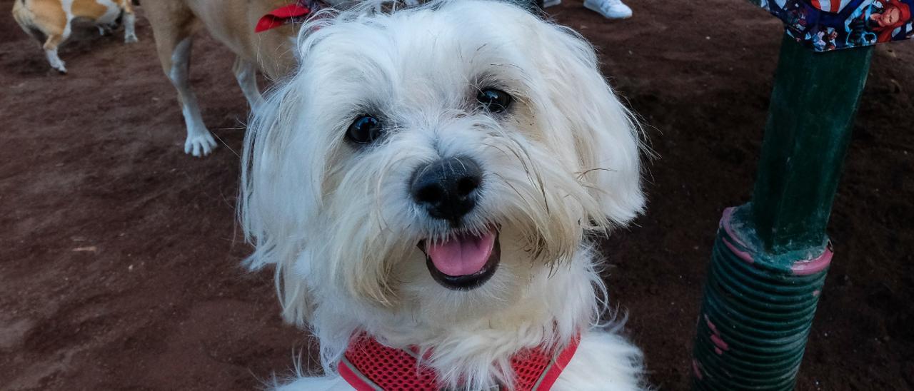 Dueños de perros en el Parque Canino en el Parque Romano