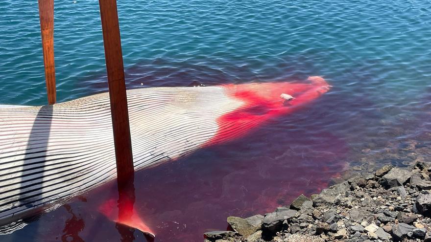 Ballena muerta localizada en aguas al noreste de Las Palmas de Gran Canaria
