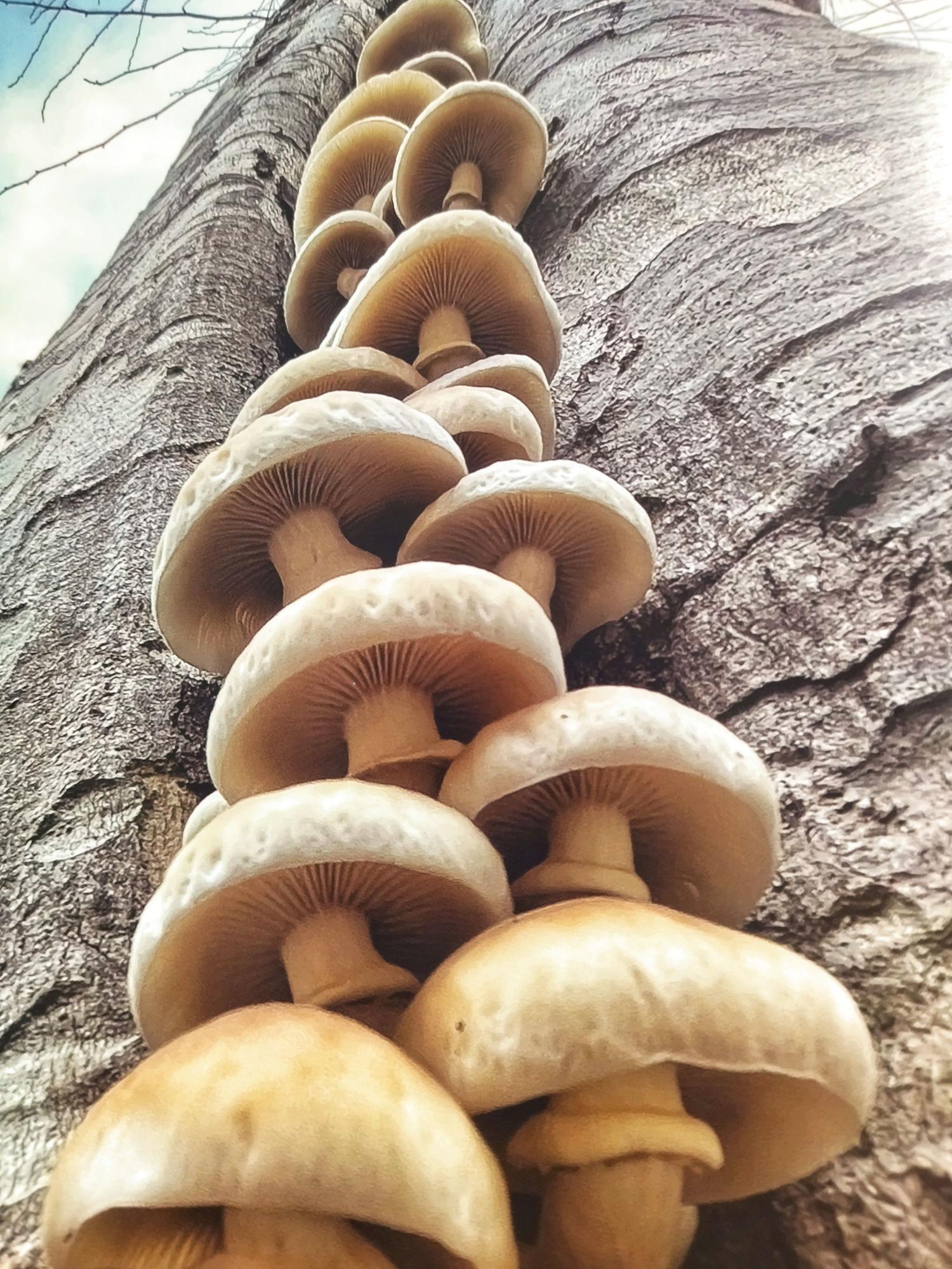 Racimo de &quot;bolets de xop&quot; en el tronco de un platanero de la calle Marqués de Campo