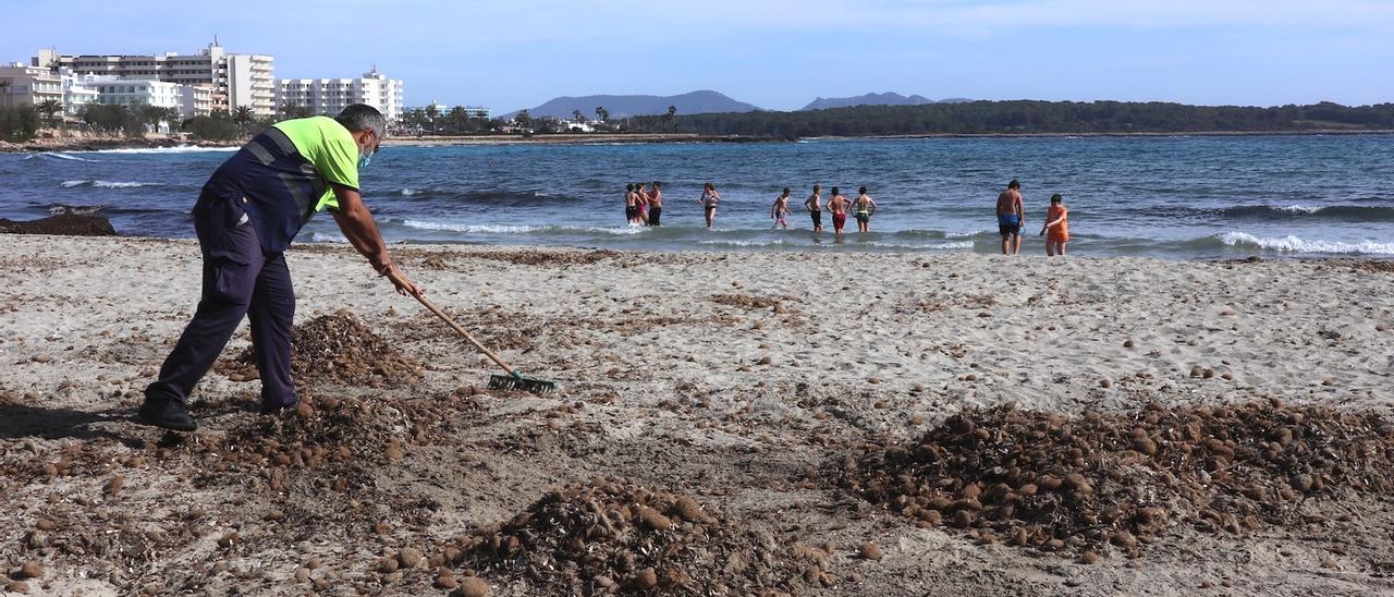 Manacor municipaliza la gestión de playas y reduce hamacas y sombrillas a la mitad