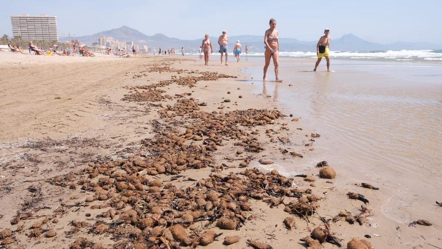 ¿Hasta cuándo dejar las algas en las playas en una zona turística como Alicante?