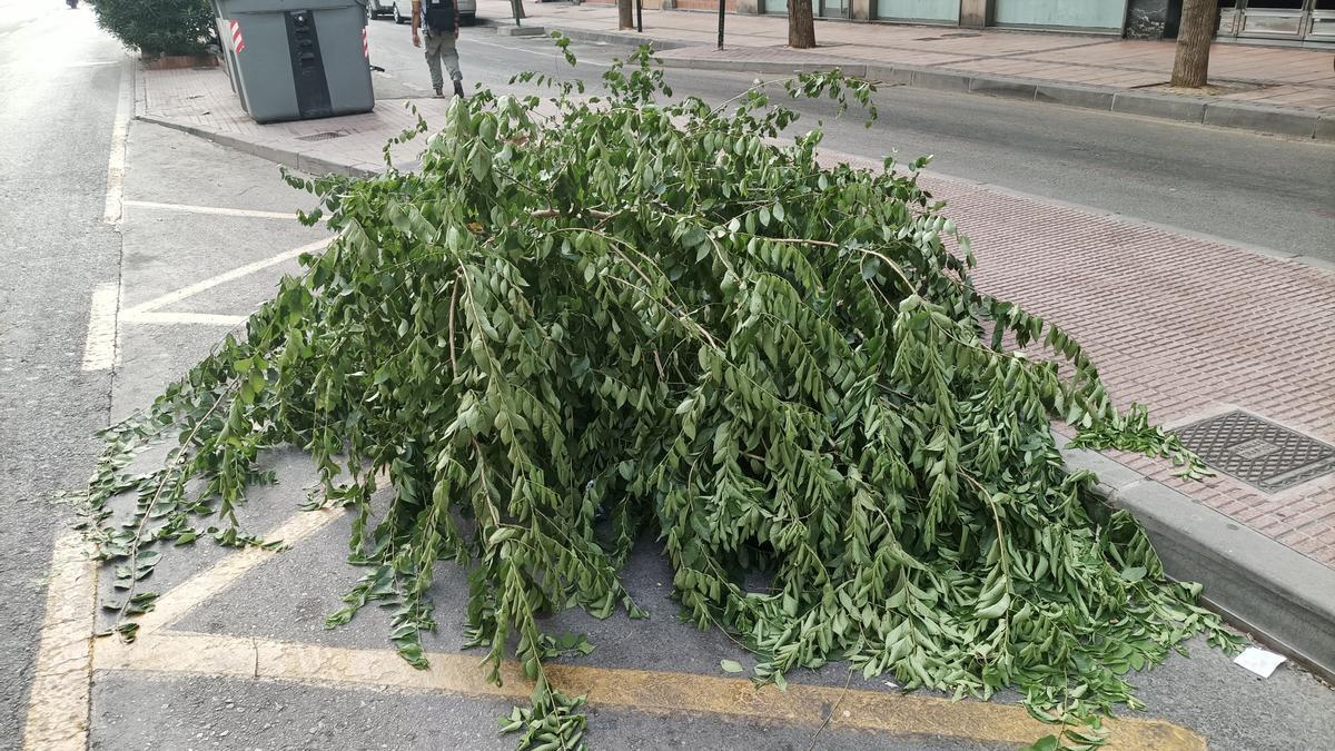 EFECTOS VIENTO HURACANADO DE ANOCHE EN CALLES Y JARDINES DE MURCIA