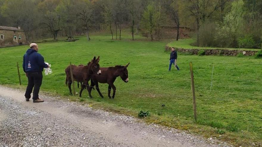 Un moment dels treballs per recollir el burro en un prat de la Vall de Bianya