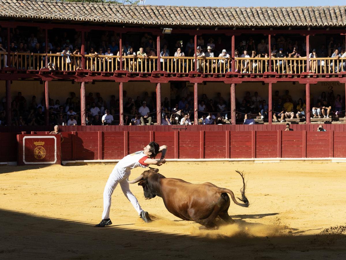 Concurso de cortes, Toro 2026