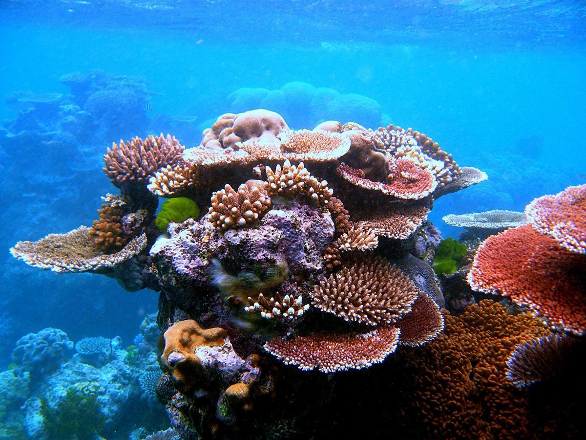 Coral outcrop on Flynn Reef, en la Gran Barrera de Coral, en Australia.