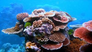 Coral outcrop on Flynn Reef, en la Gran Barrera de Coral, en Australia.