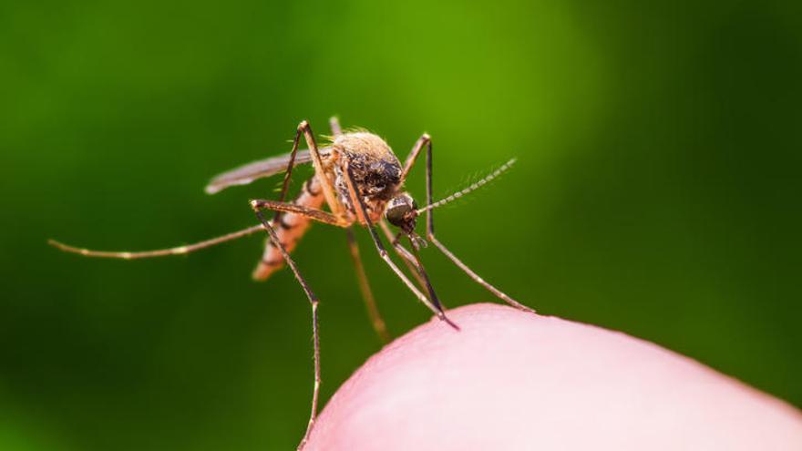 Ingeniería genética contra la malaria.