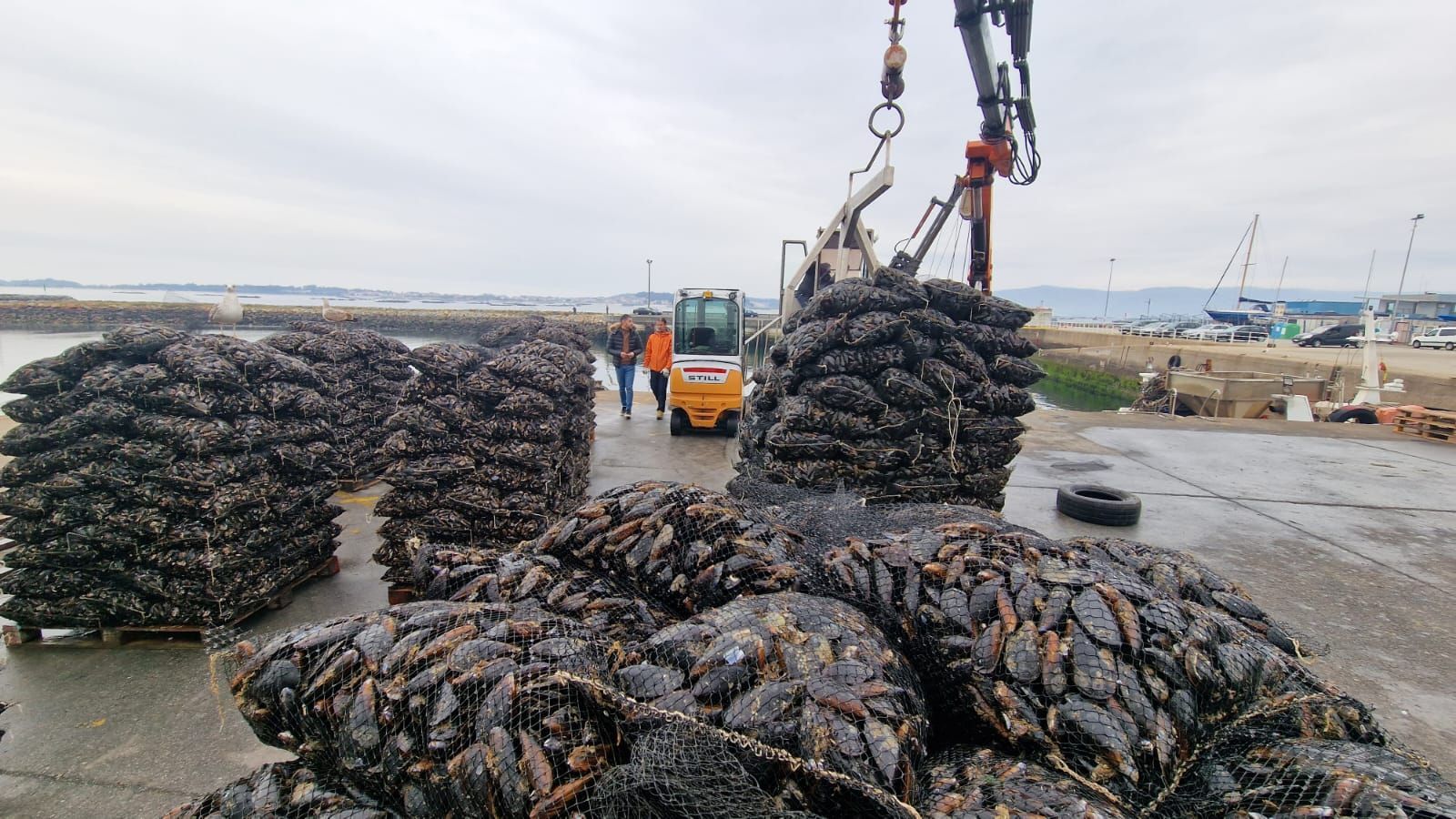 Descargas de mejillón para el mercado de fresco (depuradoras) en el puerto de Vilanova de Arousa.