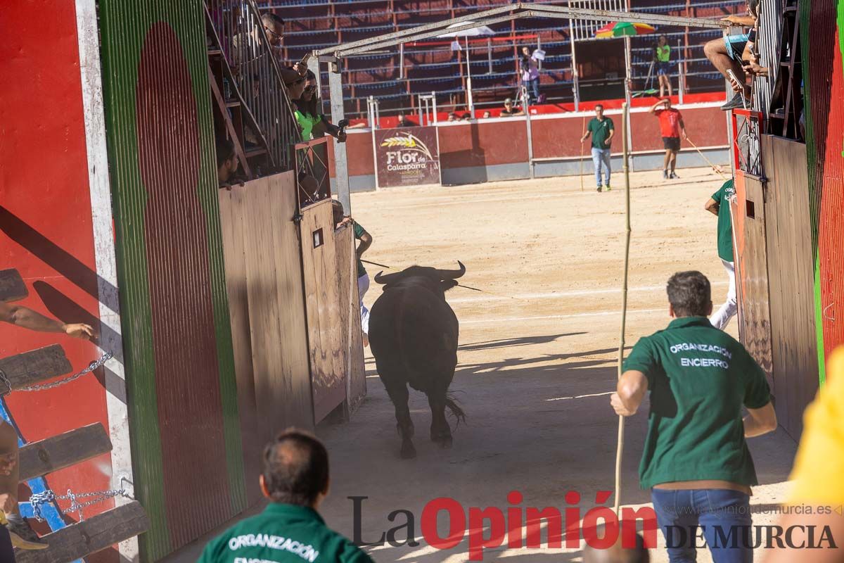 Quinto encierro de la Feria del Arroz de Calasparra