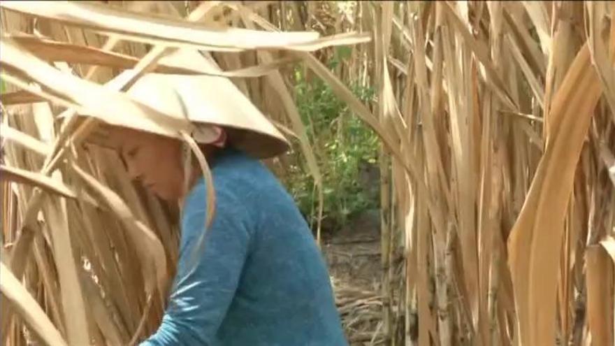La sequía pone en jaque a millones de vietnamitas que viven del delta del Mekong