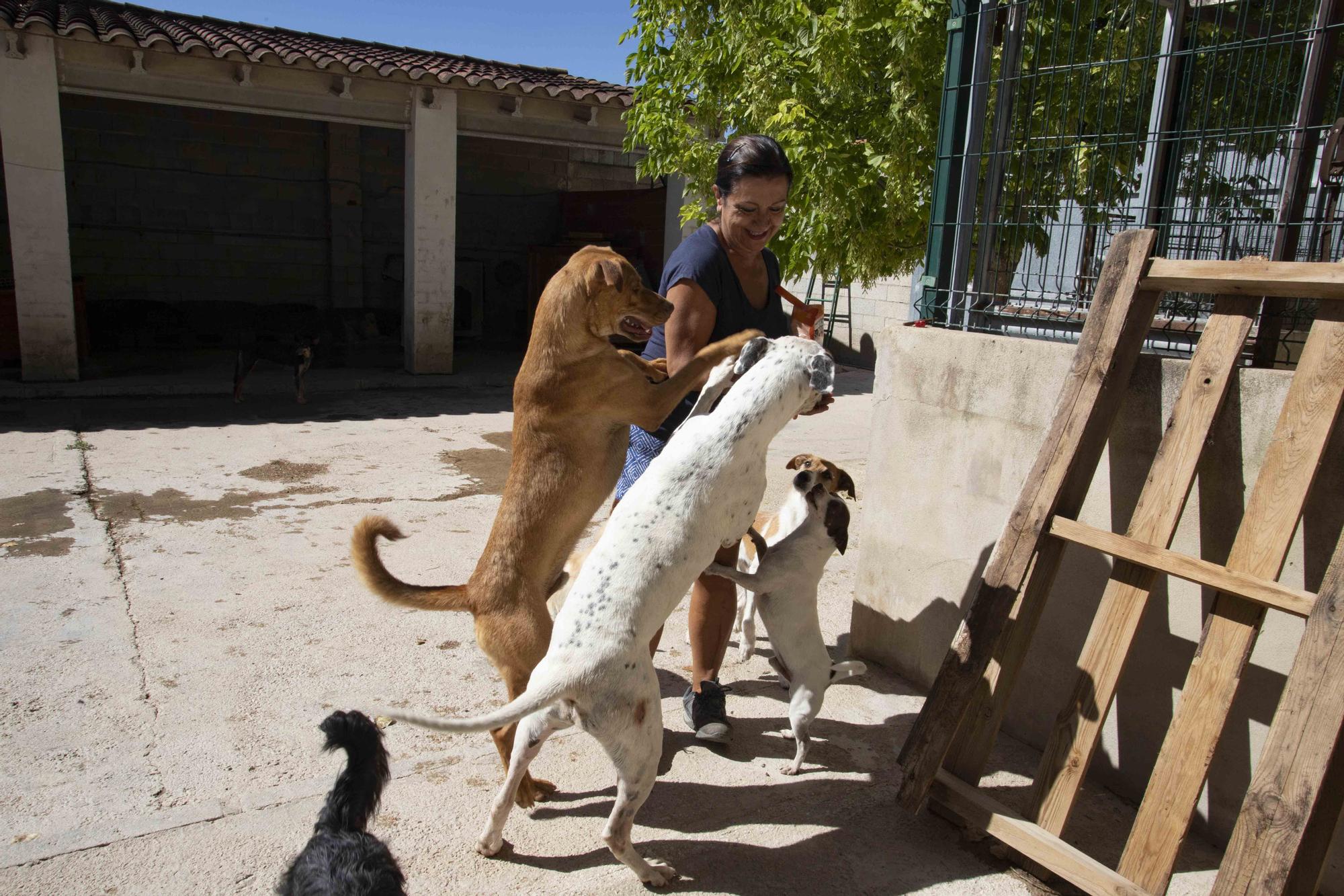 La protectora de Xàtiva alerta sobre el aumento de abandonos en verano