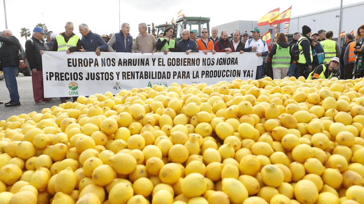 Los agricultores de la Vega Baja inician su tractorada de protesta en San Isidro y vuelcan un camión de limones en la carretera