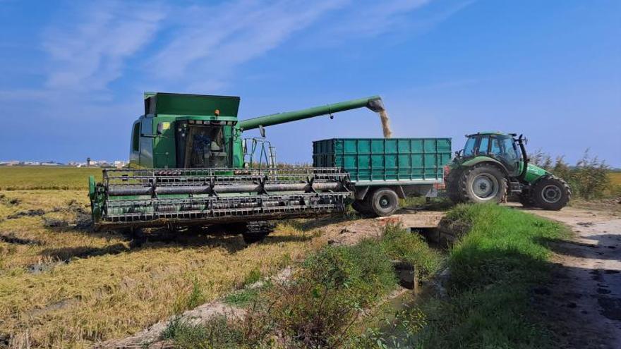 Avanza la siega del arroz en Sueca