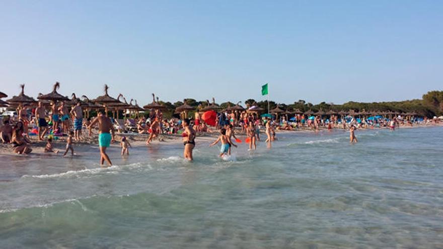 Las sombrillas y las tumbonas invaden la playa de sa Coma