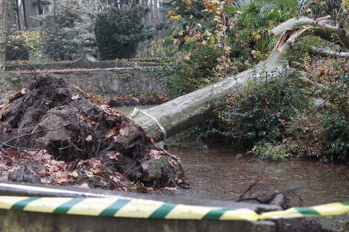 Un arbre caigut a tocar de la Rosaleda de Girona, sobre el canal.