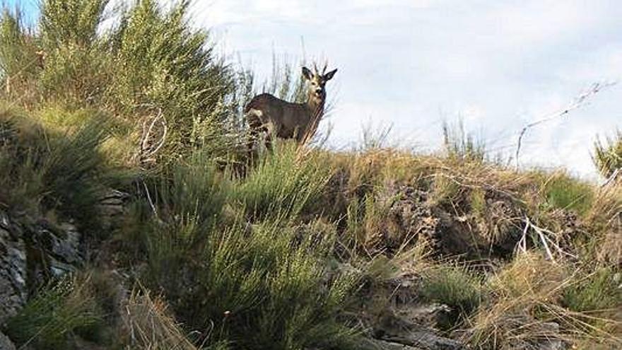 Un corzo en una sierra de Sanabria. S